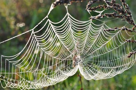 Tangled In A Web Learn About Spiders Chicago Public Library