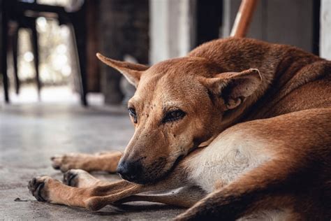 The Indian Stray Dog Caught Between The Pandemic And Elitism