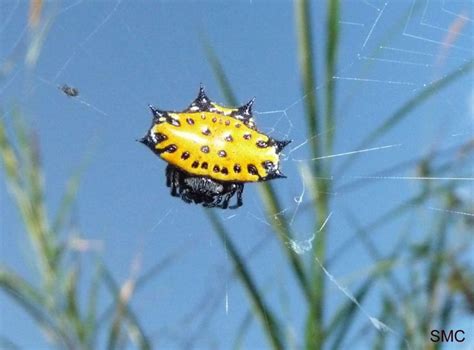 Females have a silvery carapace and a silver, yellow, red and black banded upper abdomen with two longitudinal yellow stripes below. Pin on spiers bites