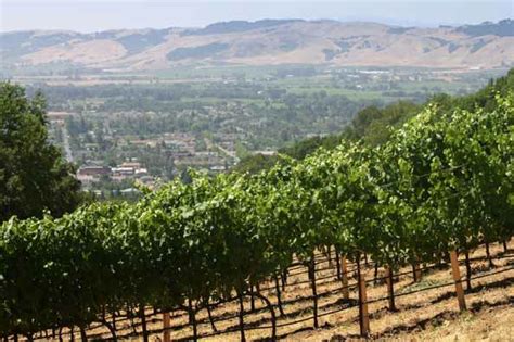 Hanzell vineyards is a california wine producer located just outside the town of sonoma. Hanzell: Still Quality, Character and Reverence After 50 Years | The PinotFile: Volume 9, Issue 27