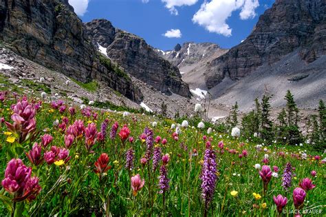 Ogalalla Flowers Indian Peaks Wilderness Colorado Mountain Photography By Jack Brauer