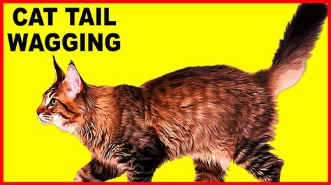 Why Cats Wag Their Tails The Mysterious Behavior Explained Youtube
