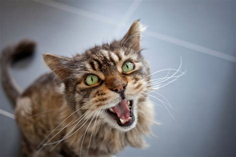 However, cats might start meowing loudly or meow a lot more when something is not right medically. 7 Reasons Your Cat May Be Meowing Constantly - Petful