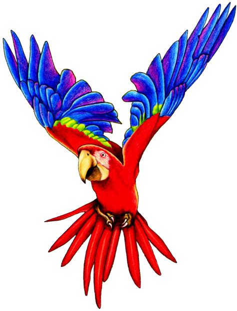 Free Flying Parrot Clipart Download Free Flying Parrot Clipart Png