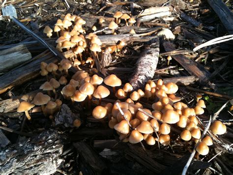 Pacific Northwest Mushroom Identification