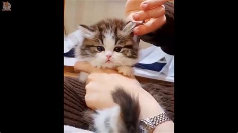 Aww Funny And Cute Dog And Cat Compilation 2020 Youtube