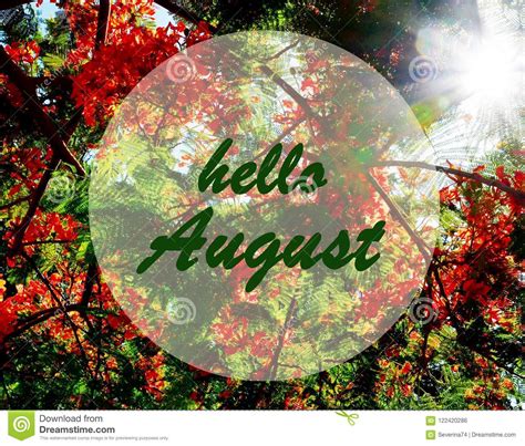 Hello August Greeting On Blooming Flame Tree And Sunset Sun Background ...