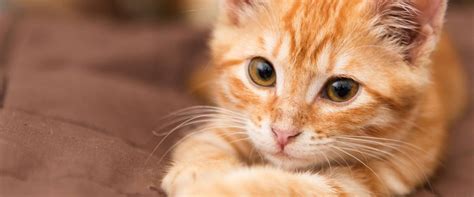 Unfortunately, upper respiratory tract infections (uris) are super common in cats—especially those that were recently adopted or purchased. Fighting Upper Respiratory Disease (URI) in Cats | Morris ...