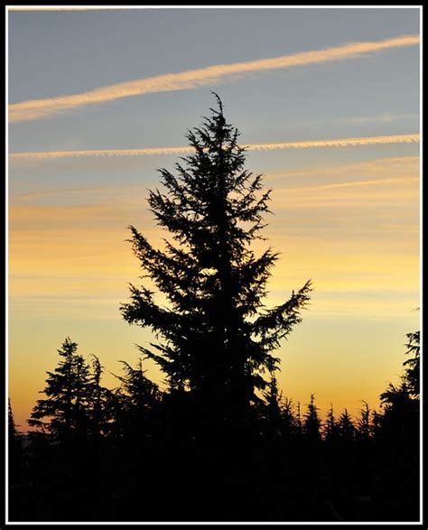 Sunset Tree Silhouette Taken On Mt Hood During My