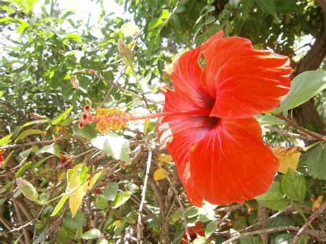 Filefleur Plante Hibiscus Rose De Chine Jardin Wikimedia Commons