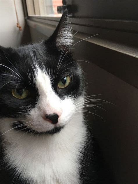 However, many pet owners are surprised when their fixed cats spray or when their female cats exhibit this noxious behavior. No more cat urine everywhere! - kittens #cats#cat # ...