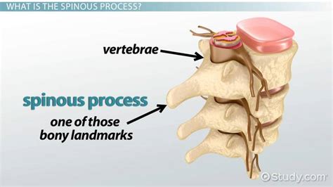 Spinous Process Definition Function And Fracture Treatment Lesson