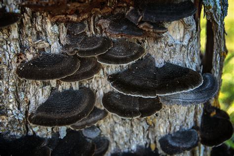 Shelf Mushrooms Mother Natures Son
