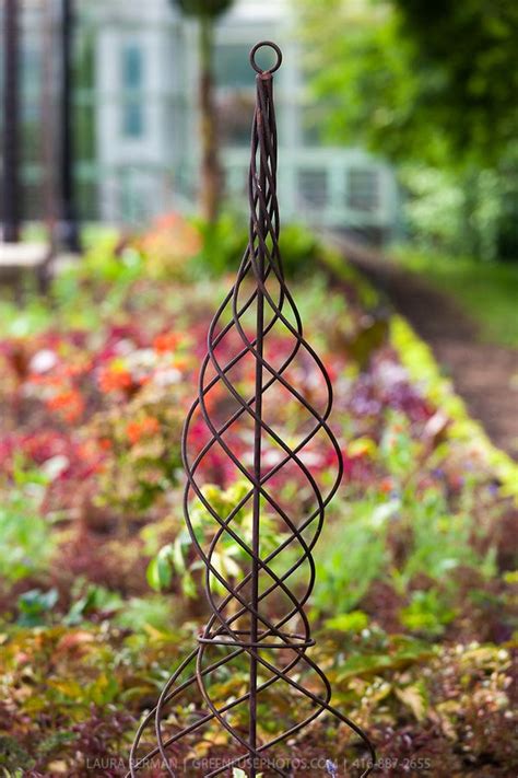 A Spiral Wrought Iron Climbing Plant Support Adds A Formal Note To A