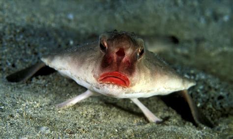 Batfish Fish Facts A Z Animals