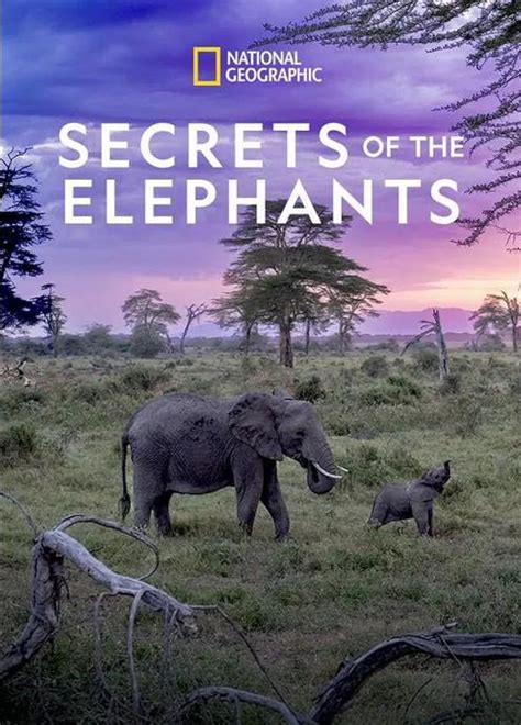 Secrets Of The Elephants TV Mini Series IMDb