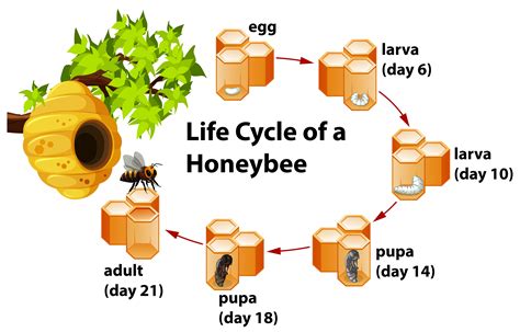 Life Cycle Of A Honeybee 302330 Vector Art At Vecteezy