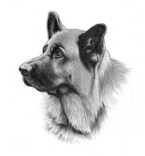 German Shepherd Head By Nillamustikka On Deviantart