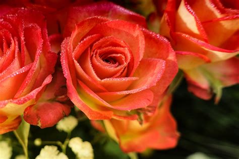 Fonds Decran 1920x1279 Roses En Gros Plan Rose Couleur Pétale Goutte