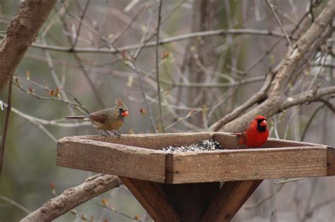 5 Proven Ways To Attract Cardinals To A Feeder Bird Bites