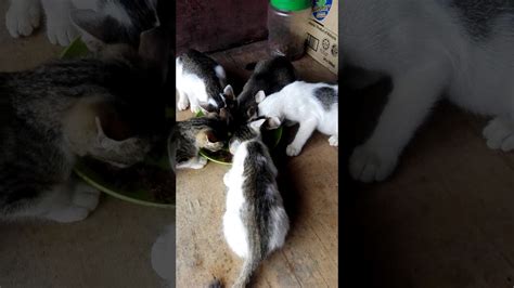 Check spelling or type a new query. Kucing ku lagi makan - YouTube