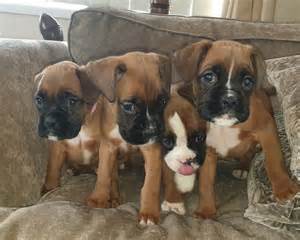 This boxer puppy is super playful and social as can be! Boxer Puppies For Sale | Los Angeles, CA #323939 | Petzlover