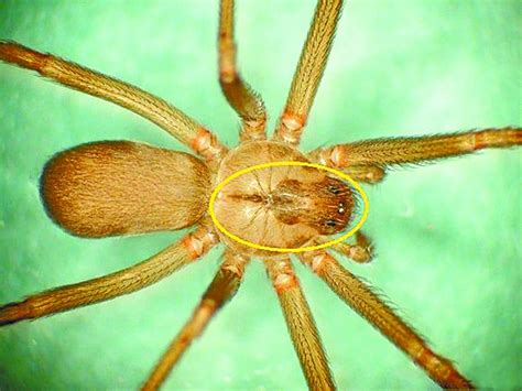 Características de la araña violinista. Ataca araña violinista a saltillense | Vanguardia