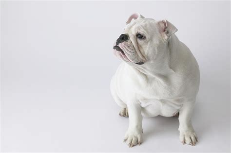 Elbows should be in line with the dog's shoulders and feet. White English Bulldog Sitting In Studio, Elevated View ...