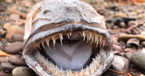 Woman Stunned As Mystery Sea Creature With Razor Sharp Teeth Found On