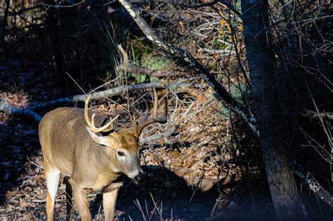 Whitetailed Buck During The Wisconsin Gun Deer Hunting Season Stock