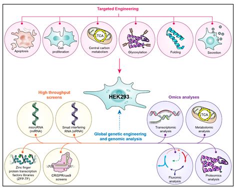 Cells Free Full Text Affecting Hek293 Cell Growth And Production