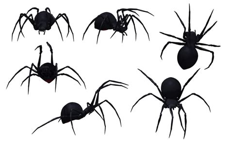 Download Black Widow Spider Png Image Hq Png Image In Different
