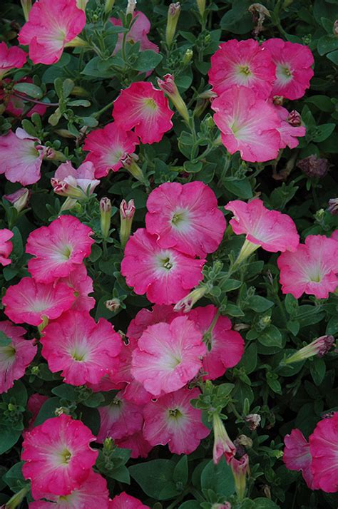 Easy Wave Rosy Dawn Petunia Petunia Easy Wave Rosy Dawn In Winnipeg