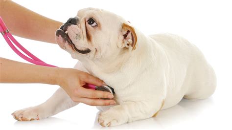 These range in what they cover as. Figo Pet Insurance brings cloud technology to the health ...