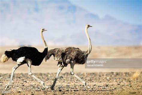 Couple Of Ostriches High Res Stock Photo Getty Images