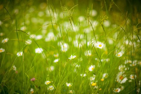 Nature Meadow 4k Ultra Hd Wallpaper