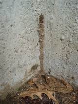 Termite Dirt Tubes Images