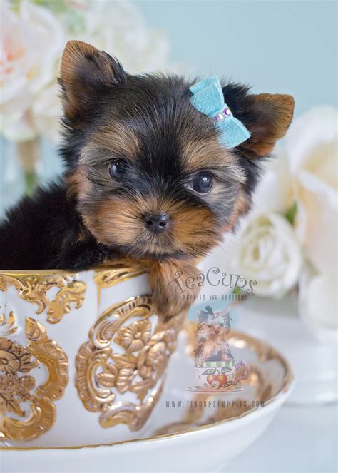 Cute Yorkie Puppy For Sale In Broward Teacup Puppies