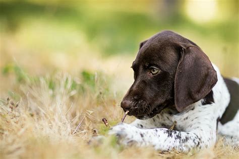 10 Things Only A German Shorthaired Pointer Owner Would Understand