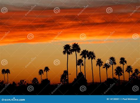 Phoenix Sunset With Palm Trees Stock Image Image Of Orange Night