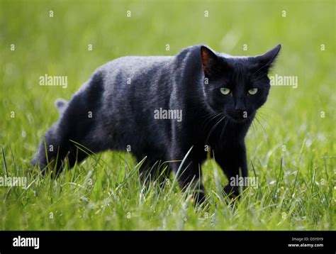 Black Cat Prowling Through Grass Stock Photo Alamy