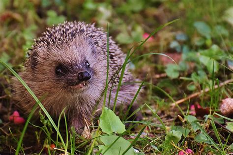 Hedgehog Life Expectancy How Long Do They Live Hedgehog Registry