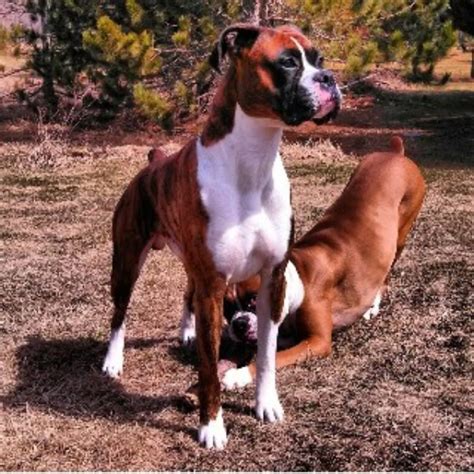 You will find boxer dogs for adoption and puppies for sale under the listings here. SubZero Boxers, Boxer Breeder in Aitkin, Minnesota