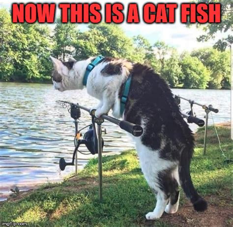 Doggos doing their very best (memes). Getting cat fished - Imgflip