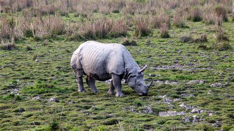 Greater One Horned Rhino Population Is On The Way Up Cnn