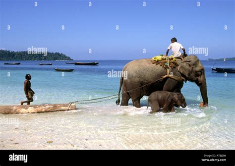 India Andaman Islands Havelock No 1 Village Forestry Elephant With Baby