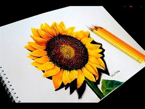 Drawing SUNFLOWER with colored pencils - timelapse - Faber ... Pencil drawings of flowers pencil drawings sunflower drawing flower sketches sunflower art flower art drawings drawing a delicate sunflower this advanced lesson has very few text instructions;