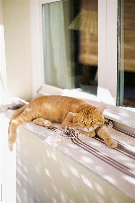 Portrait Of Cat Sleeping Outdoor Behind Curtains On Windowsill Del