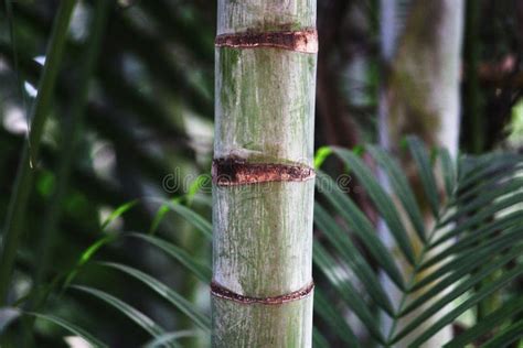 Closeup View Of Royal Palm Tree Stem Stock Photo Image Of Regia