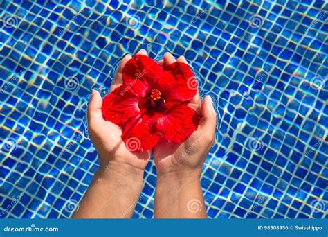Tropical Hibiscus Flower In Water Stock Photo Image Of Idillic